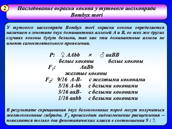 2 Наследование окраски кокона у тутового шелкопряда кокона Bombyx mori У тутового шелкопряда Bombyx