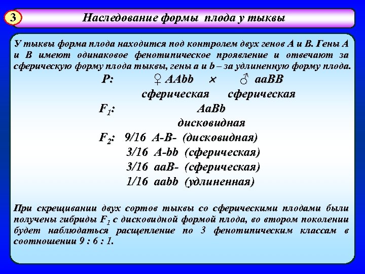 3 Наследование формы плода у тыквы У тыквы форма плода находится под контролем двух