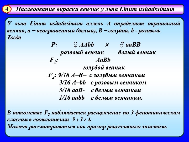 4 Наследование окраски венчик у льна Linum usitatissimum У льна Linum usitatissimum аллель А