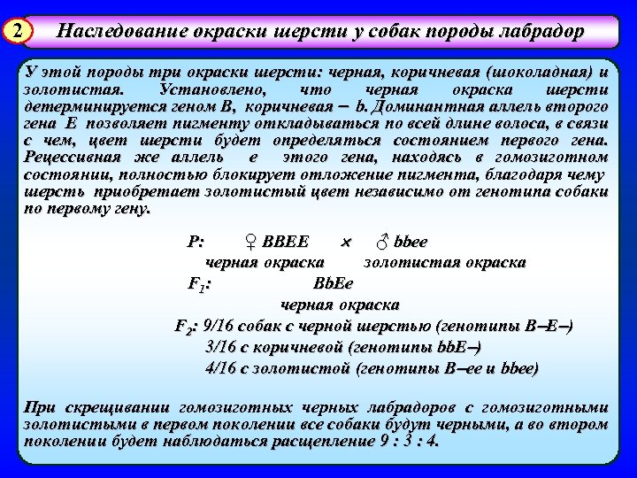 2 Наследование окраски шерсти у собак породы лабрадор У этой породы три окраски шерсти: