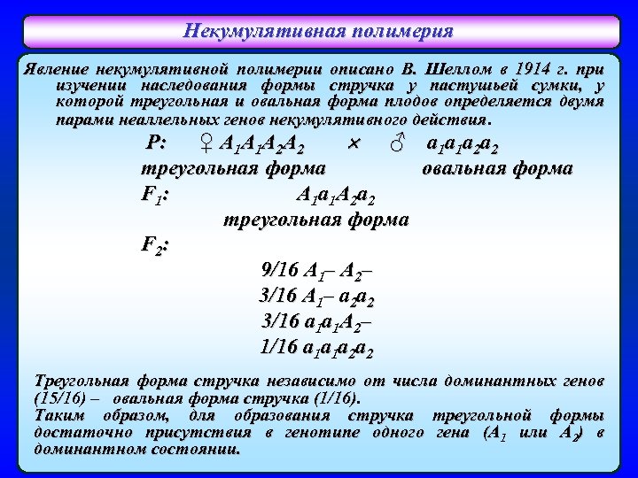 Некумулятивная полимерия Явление некумулятивной полимерии описано В. Шеллом в 1914 г. при изучении наследования
