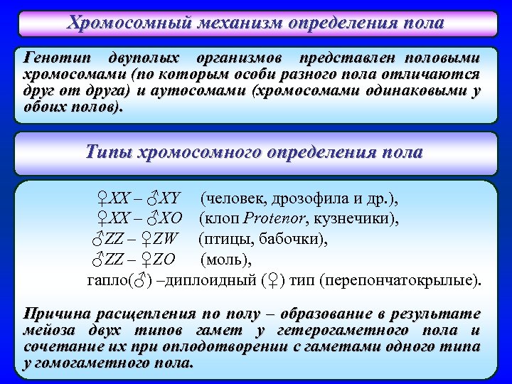 Хромосомный механизм определения пола Генотип двуполых организмов представлен половыми хромосомами (по которым особи разного