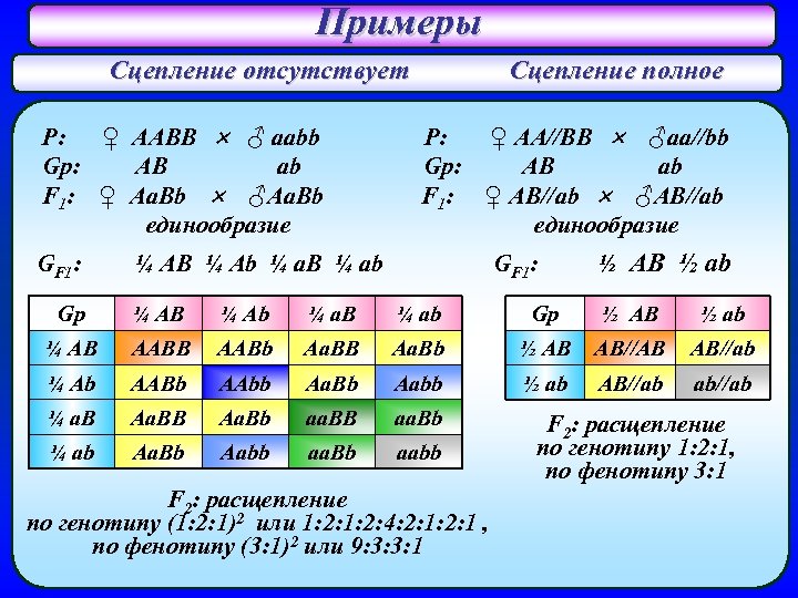 Примеры Сцепление отсутствует P: ♀ AABB ♂ aabb Gp: AB ab F 1: ♀