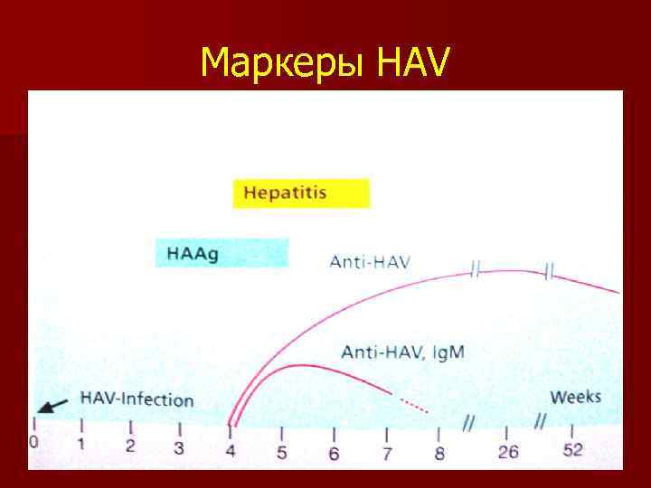 Маркеры HAV 