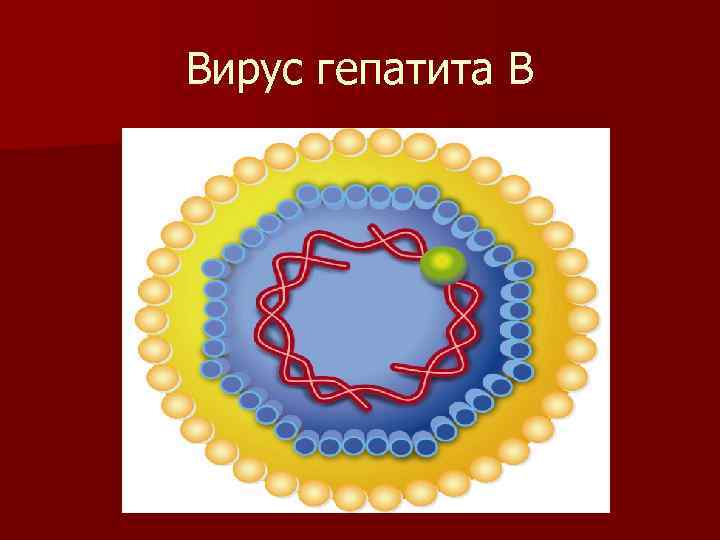 Вирус гепатита В 