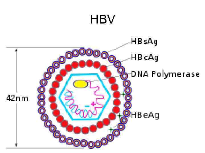 HBV 