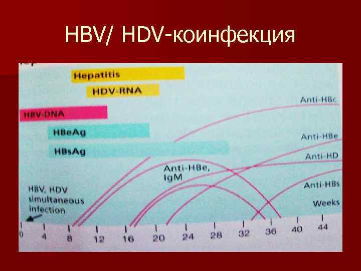 HBV/ HDV коинфекция 