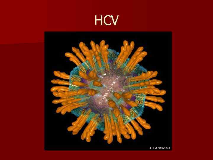 HCV 