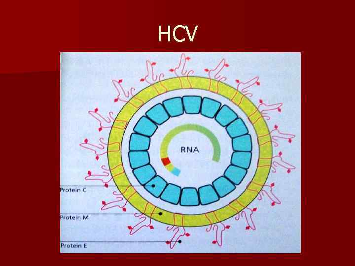 HCV 