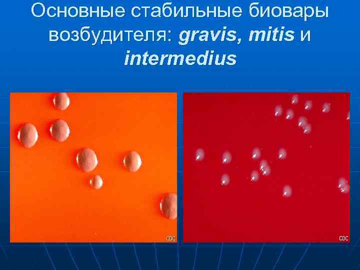 Основные стабильные биовары возбудителя: gravis, mitis и intermedius 