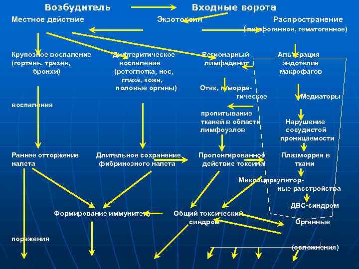 Возбудитель Входные ворота Местное действие Экзотоксин Распространение ( лимфогенное, гематогенное) Крупозное воспаление (гортань, трахея,