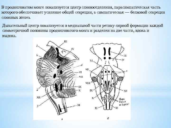 В продолговатом мозге локализуется центр слюноотделения, парасимпатическая часть которого обеспечивает усиление общей секреции, а