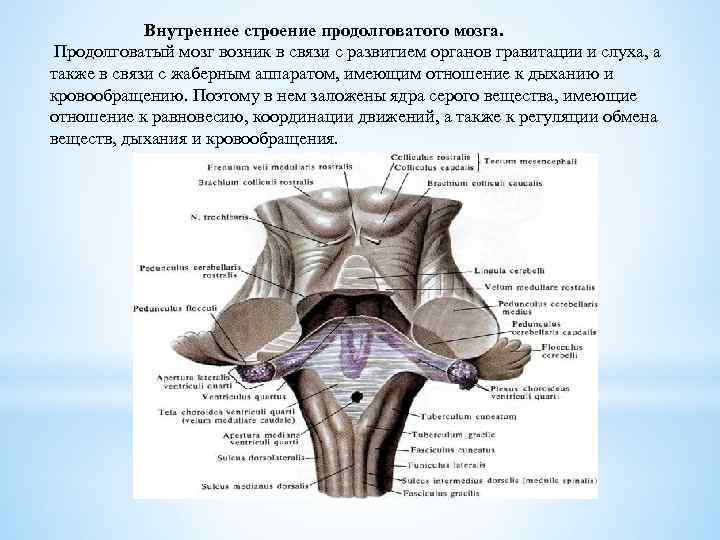 Схема внутреннего строения продолговатого мозга