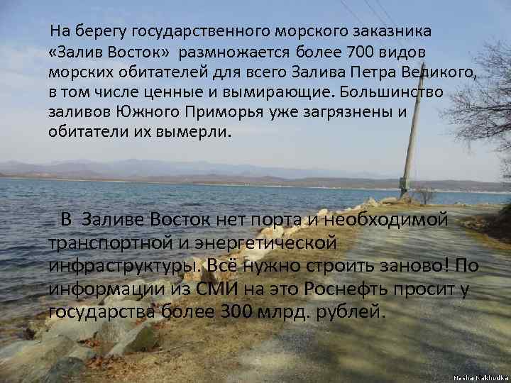 На берегу государственного морского заказника «Залив Восток» размножается более 700 видов морских обитателей для