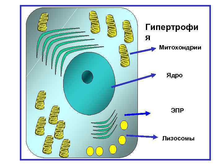 Increased Гипертрофи Normal cell function Hypertrophy я function mitochondria Митохондрии mitochondria Nucleus Ядро Endoplasmic