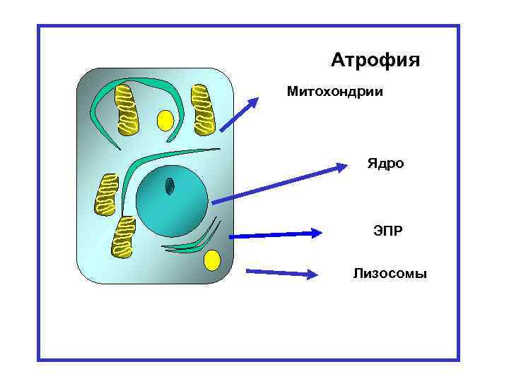 Hypoxia Normal cell Autophagy Атрофия Atrophy Митохондрии Mitochondria Nucleus Ядро Endoplasmic ЭПР Endoplasmic reticulum