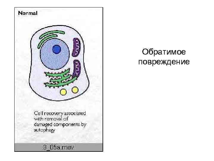 Обратимое повреждение 