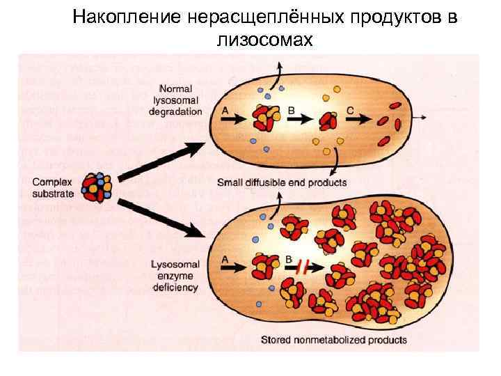 Накопление нерасщеплённых продуктов в лизосомах 