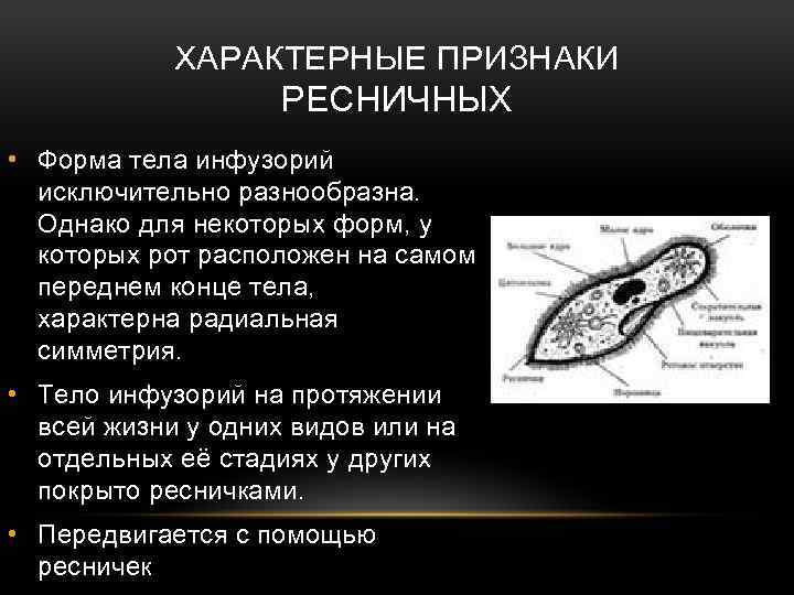 Инфузория туфелька форма тела