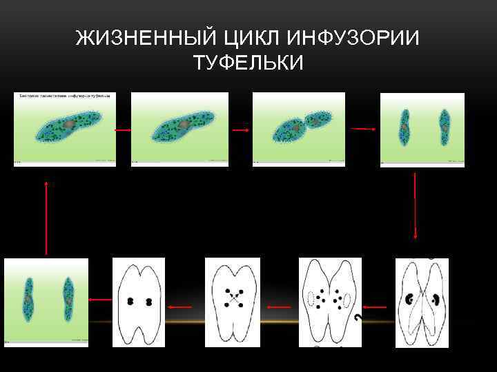 Размножение инфузории туфельки. Цикл развития инфузории. Жизненный цикл инфузории. Жизненный цикл инфузории конъюгация. Жизненный цикл инфузории туфельки.