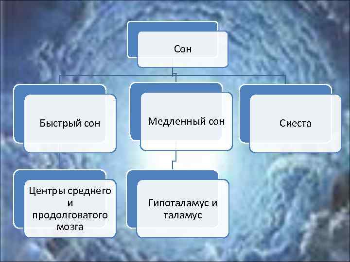 Сон Быстрый сон Медленный сон Центры среднего и продолговатого мозга Гипоталамус и таламус Сиеста