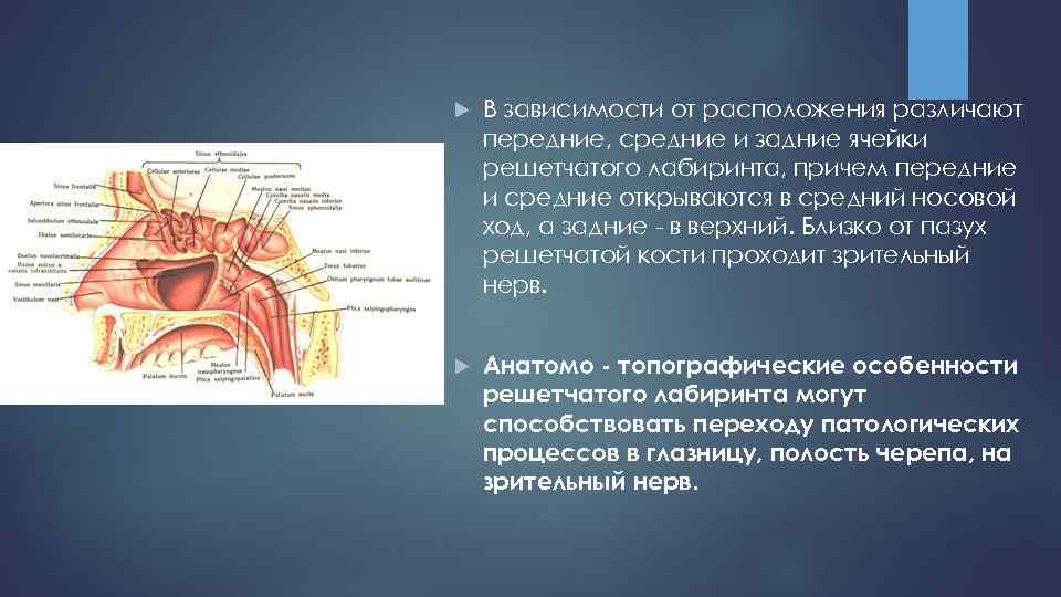 Анатомия носа и околоносовых пазух презентация