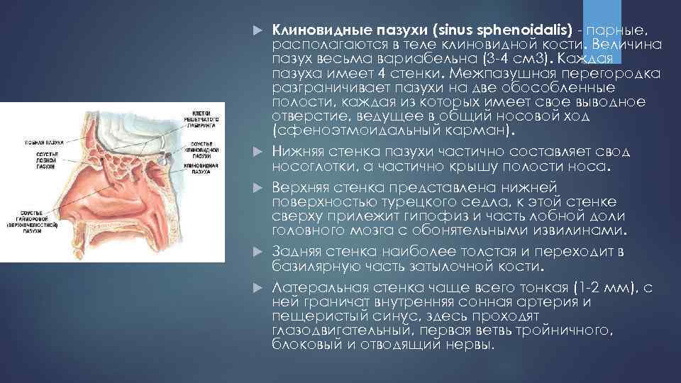  Клиновидные пазухи (sinus sphenoidalis) - парные, располагаются в теле клиновидной кости. Величина пазух