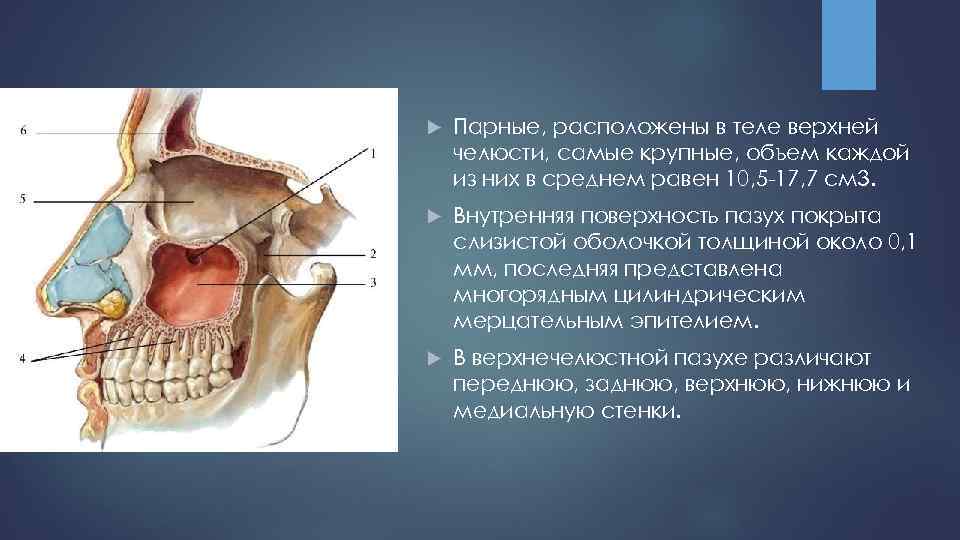 Гайморова пазуха. Верхняя челюсть анатомия гайморова пазуха. Стенки гайморовой пазухи анатомия. Наружная стенка верхнечелюстной пазухи. Гайморова пазуха в челюсти.