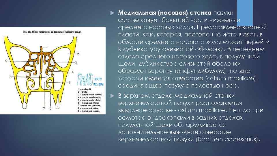 Правая верхнечелюстная пазуха где находится картинка