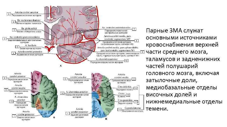  • Парные ЗМА служат основными источниками кровоснабжения верхней части среднего мозга, таламусов и