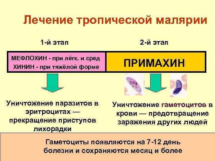 Лечение тропической малярии 1 -й этап 2 -й этап МЕФЛОХИН - при лёгк. и