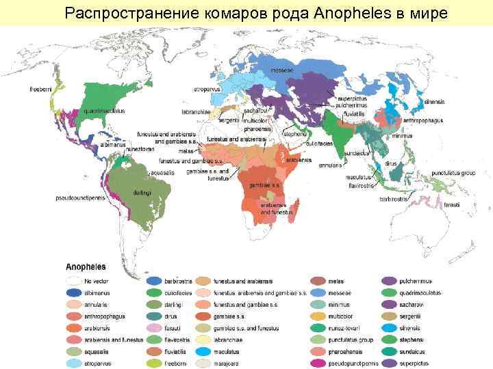 Распространение комаров рода Anopheles в мире 