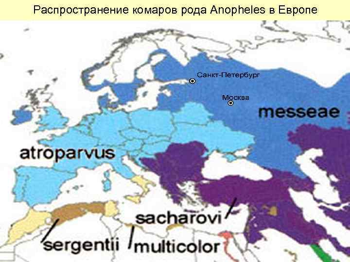 Распространение комаров рода Anopheles в Европе 
