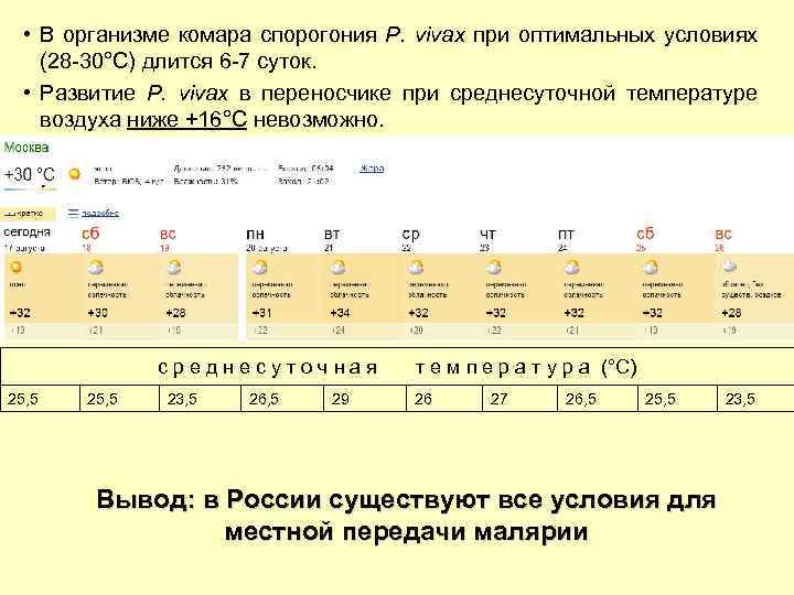  • В организме комара спорогония P. vivax при оптимальных условиях (28 -30°С) длится