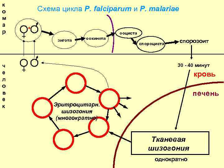 к о м а р Схема цикла P. falciparum и P. malariae + ооциста