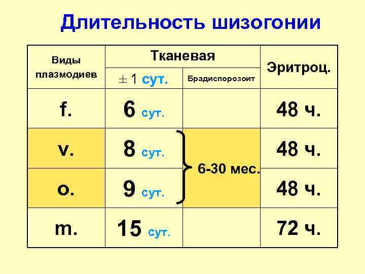 Длительность шизогонии Виды плазмодиев Тканевая ± 1 сут. Брадиспорозоит Эритроц. f. 6 сут. 48