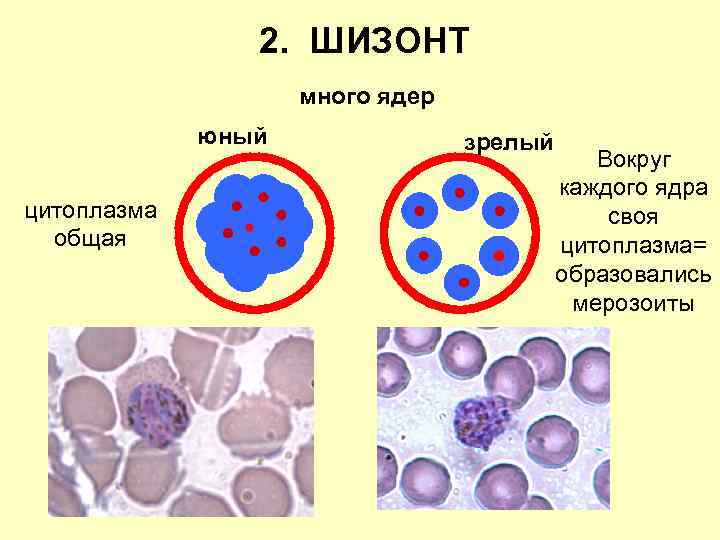 2. ШИЗОНТ много ядер юный цитоплазма общая зрелый Вокруг каждого ядра своя цитоплазма= образовались