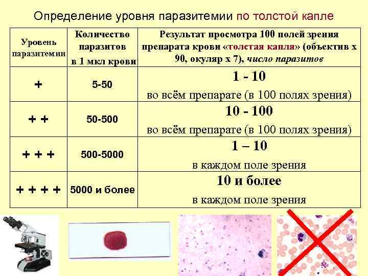 Определение уровня паразитемии по толстой капле Количество Результат просмотра 100 полей зрения Уровень паразитов