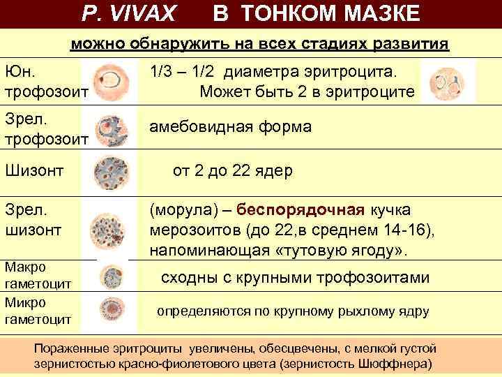 P. VIVAX В ТОНКОМ МАЗКЕ можно обнаружить на всех стадиях развития Юн. трофозоит 1/3
