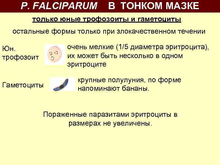 P. FALCIPARUM В ТОНКОМ МАЗКЕ только юные трофозоиты и гаметоциты остальные формы только при