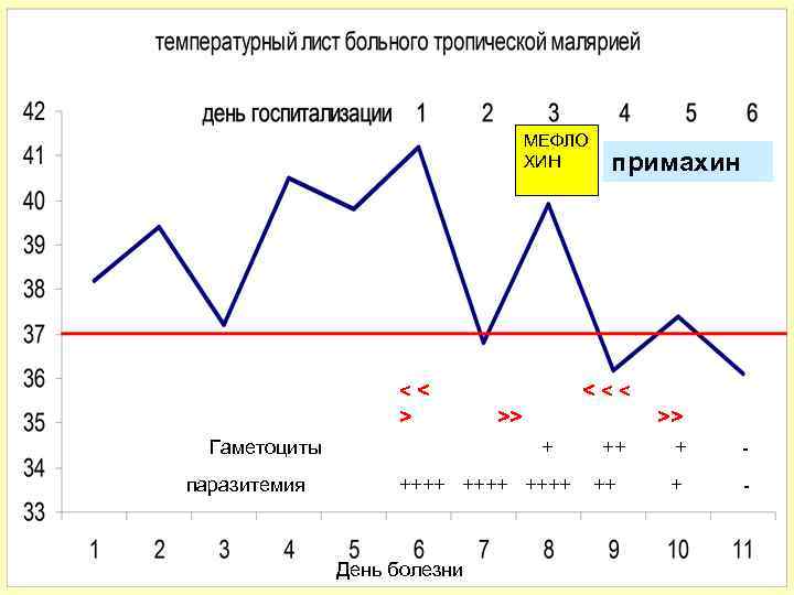МЕФЛО ХИН << > примахин <<< >> >> Гаметоциты + + паразитемия ++++ +