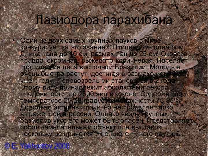 Лазиодора парахибана • Один из двух самых крупных пауков в мире, конкурирует за это