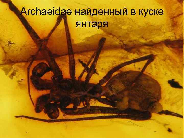 Archaeidae найденный в куске янтаря 