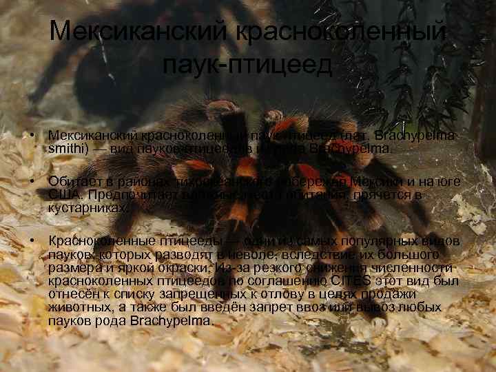 Мексиканский красноколенный паук-птицеед • Мексиканский красноколенный паук-птицеед (лат. Brachypelma smithi) — вид пауков-птицеедов из