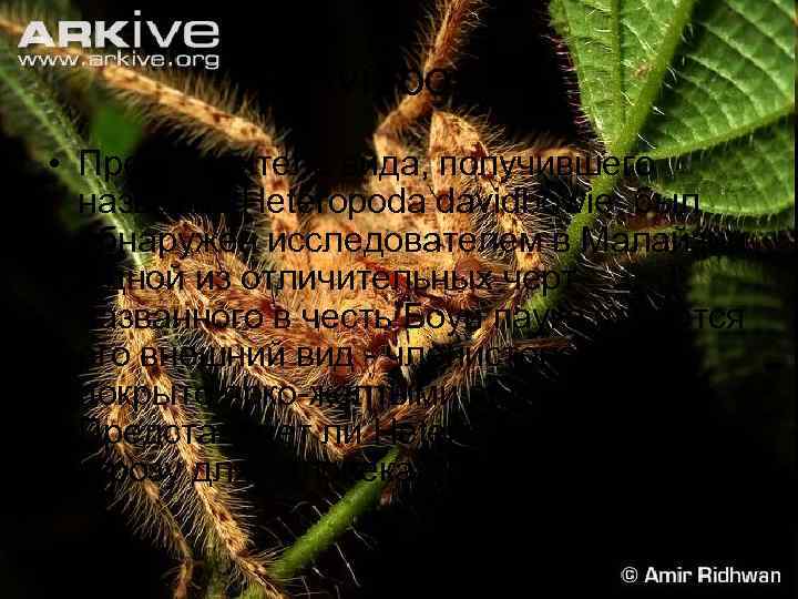 Davidbowie • Представитель вида, получившего название Heteropoda davidbowie, был обнаружен исследователем в Малайзии. Одной