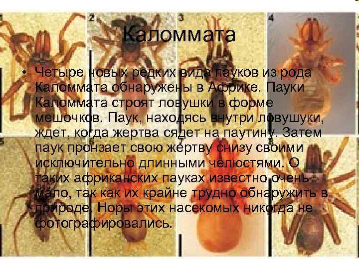 Каломмата • Четыре новых редких вида пауков из рода Каломмата обнаружены в Африке. Пауки