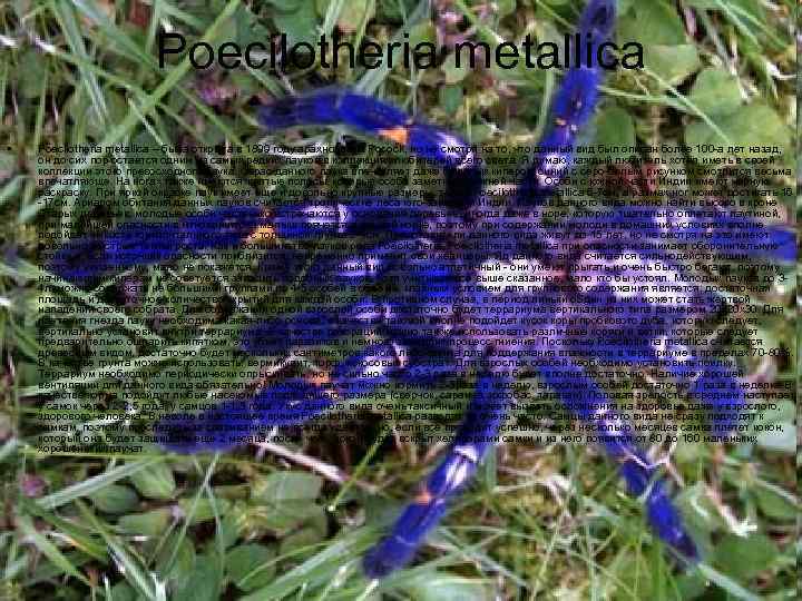 Poecilotheria metallica • Poecilotheria metallica – была открыта в 1899 году арахнологом Pocock, но