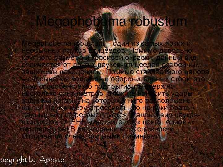 Megaphobema robustum • Megaphobema robustum – один из самых ярких и необычных пауков-птицеедов. Помимо