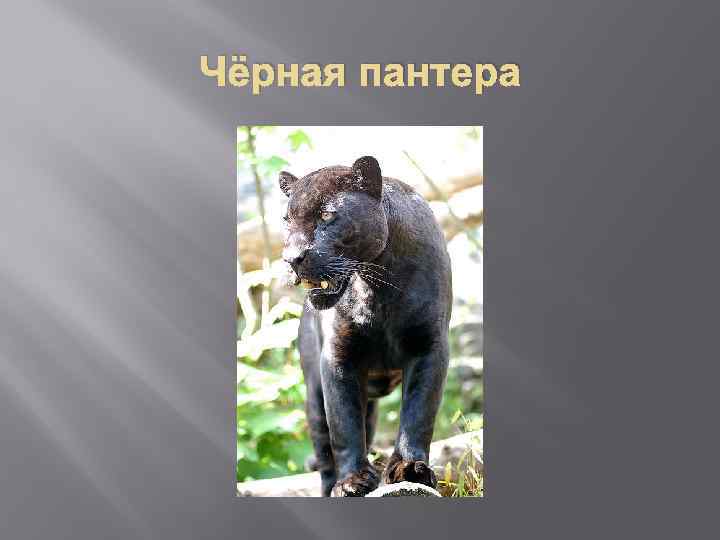 Чёрная пантера 