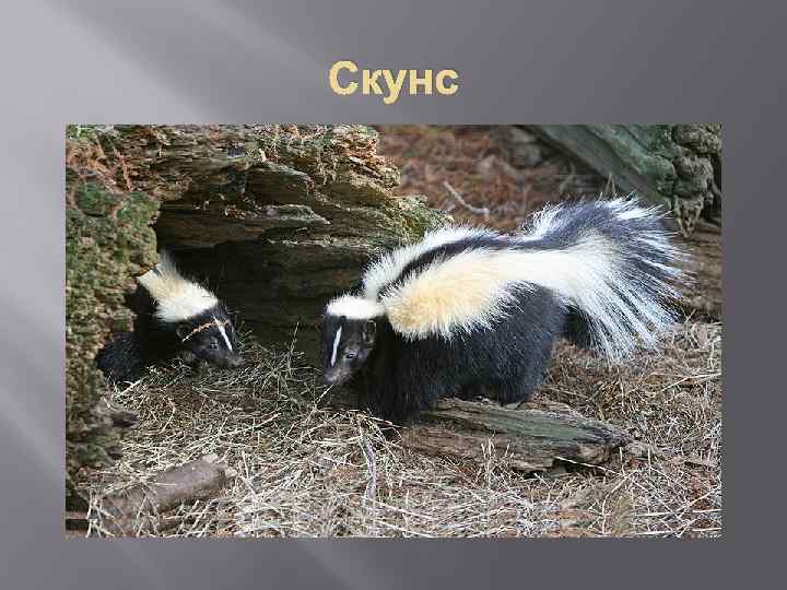 Скунс 